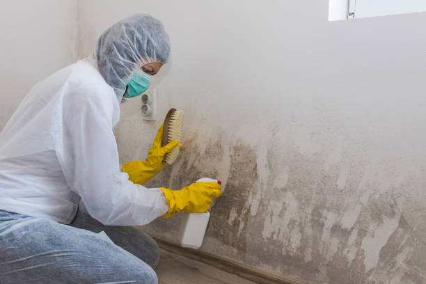 Best Basement Mold Removal  in Quinlan, TX