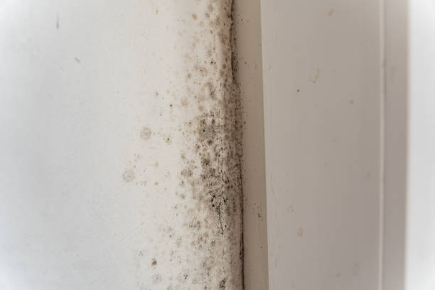 Best Attic Mold Removal  in Quinlan, TX